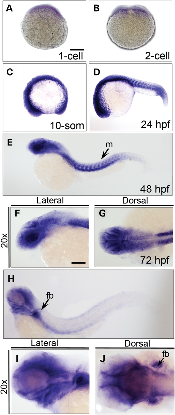 Figure 2.