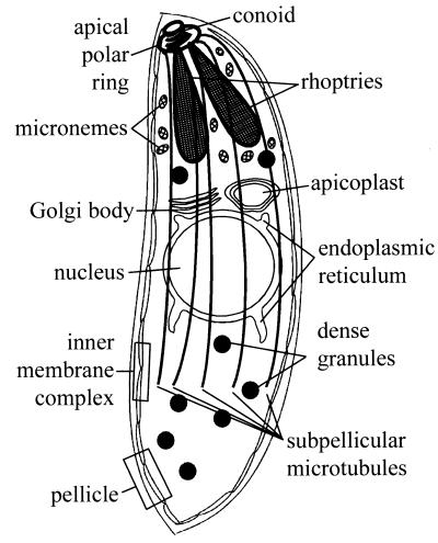 FIG. 2.