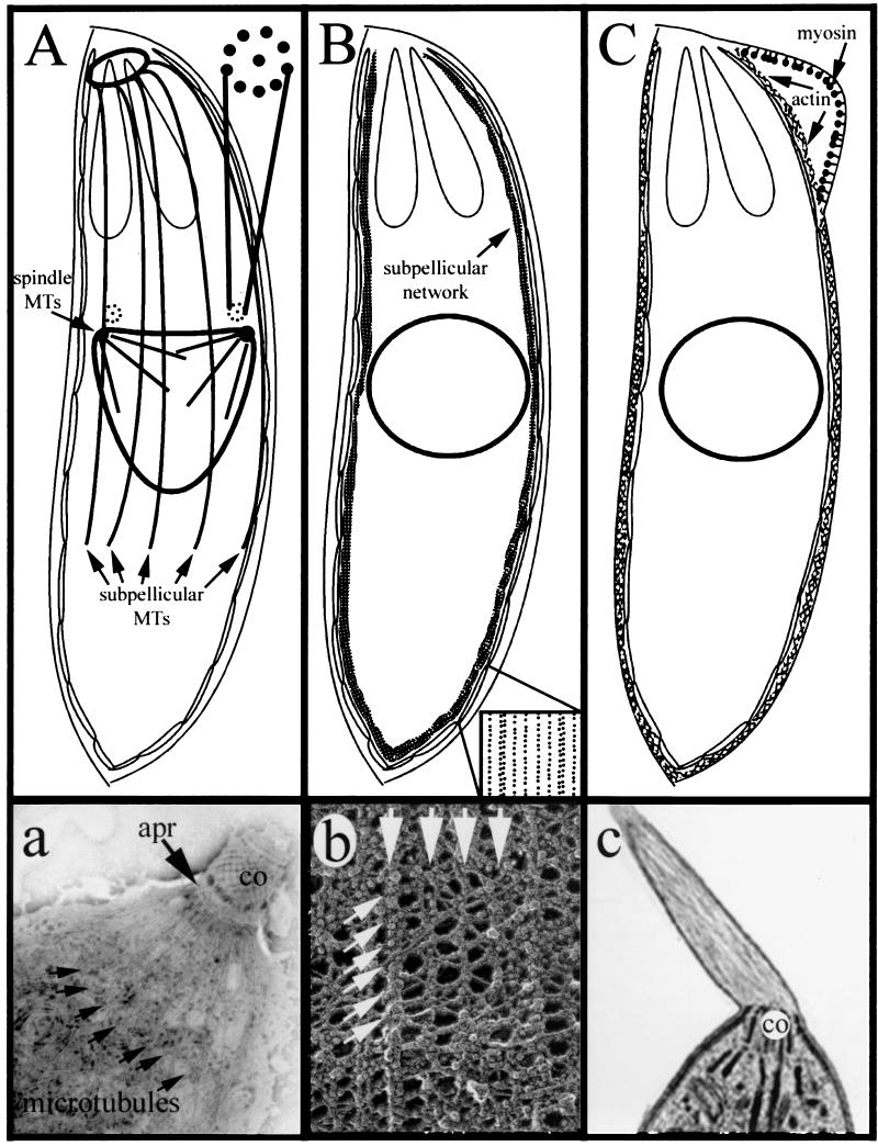 FIG.3.