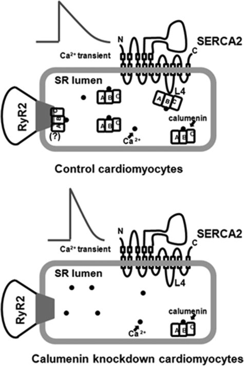 FIGURE 11.