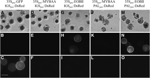 Figure 10.