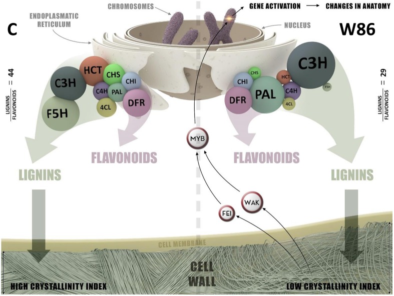 FIGURE 9