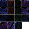 Figure 2—figure supplement 2.