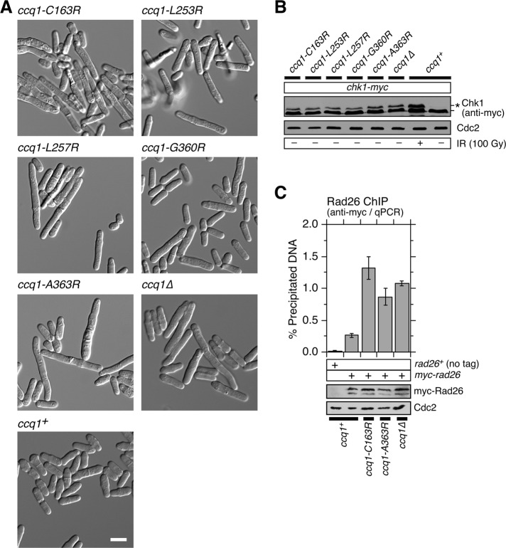 FIGURE 4: