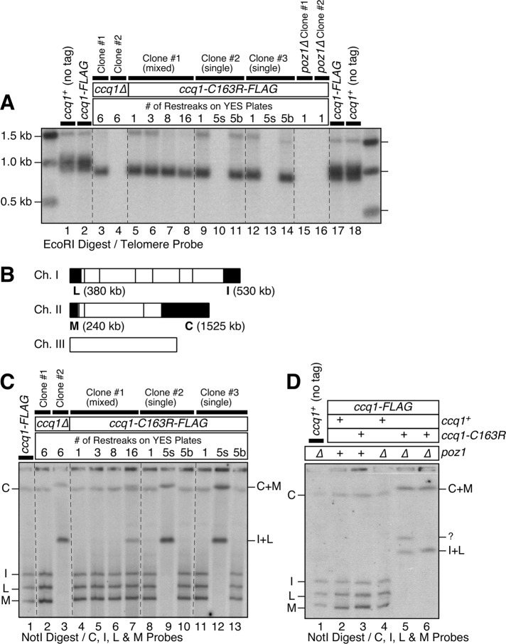 FIGURE 3: