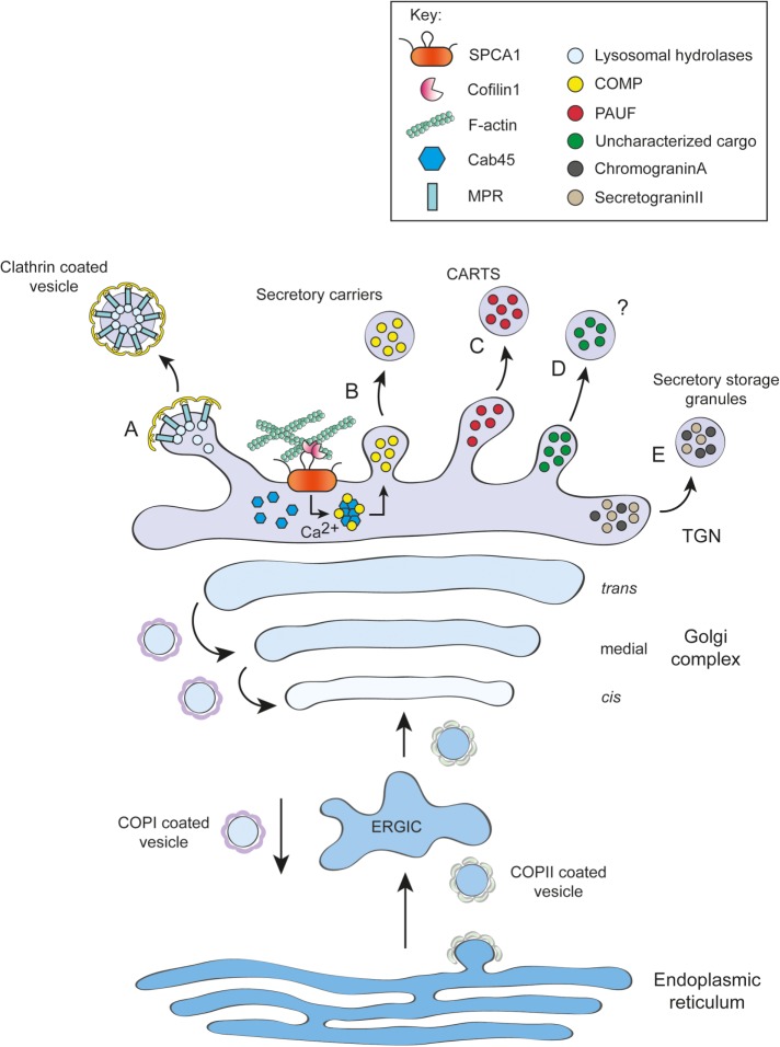 FIGURE 1: