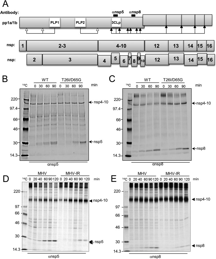 FIG 4