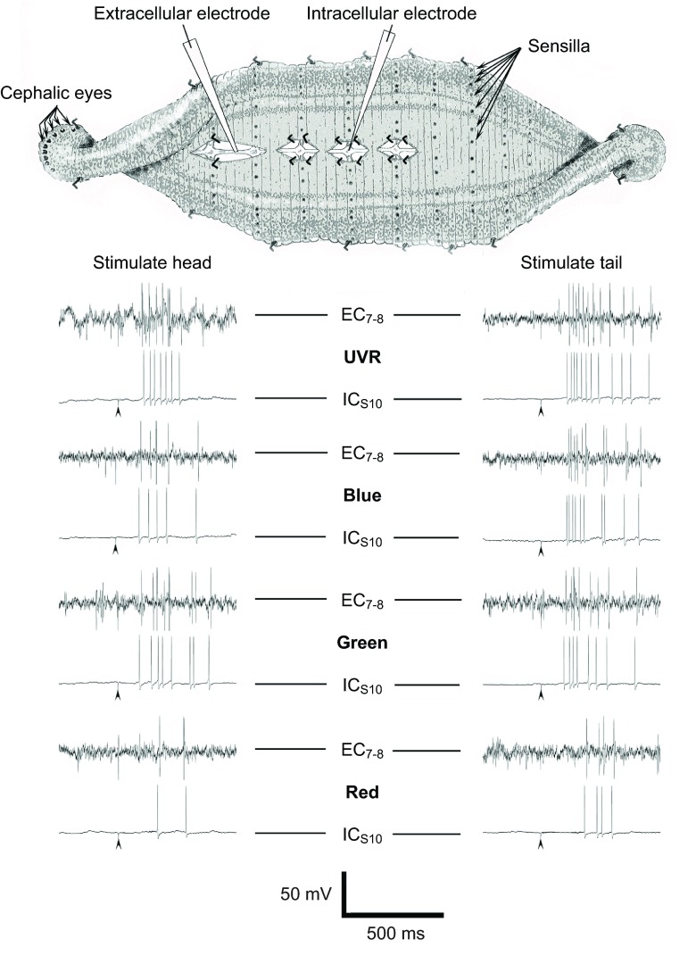 Fig. 6.