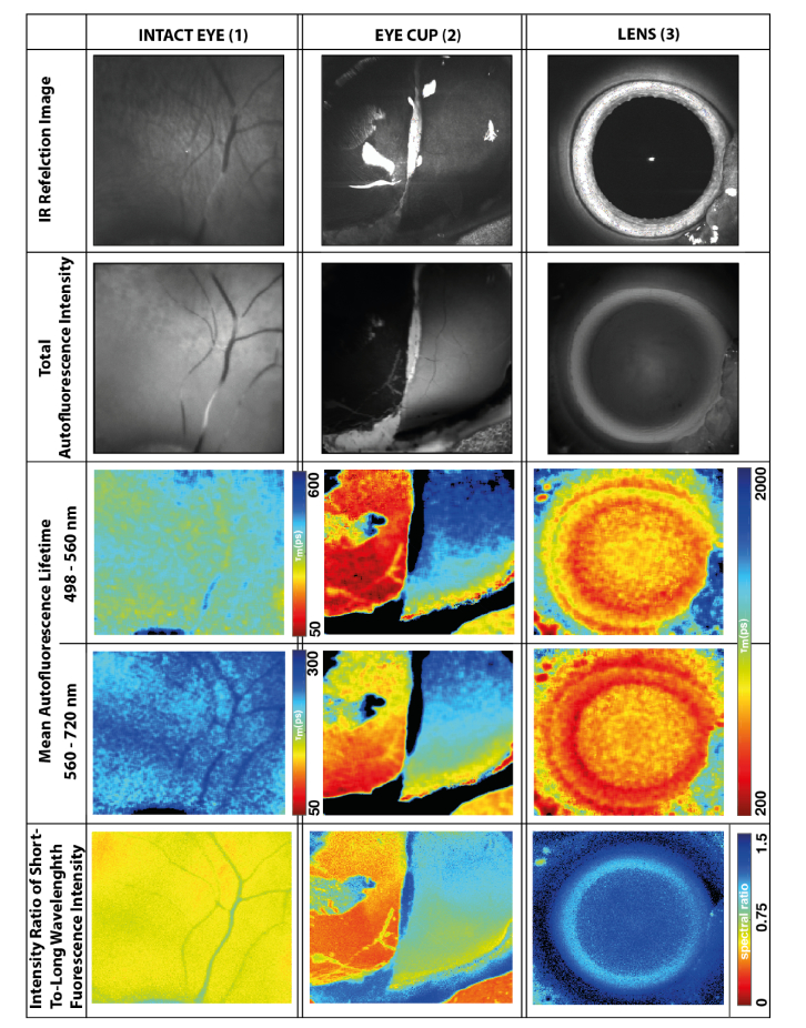 Fig. 2