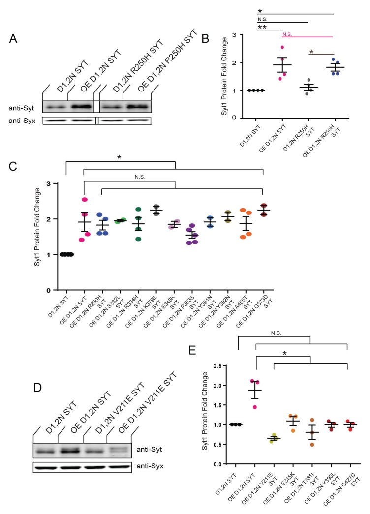 Figure 1—figure supplement 1.