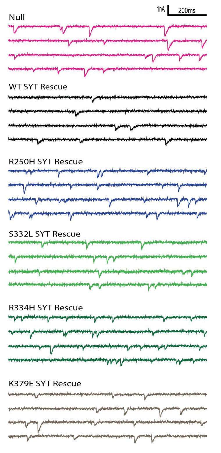 Figure 3—figure supplement 3.