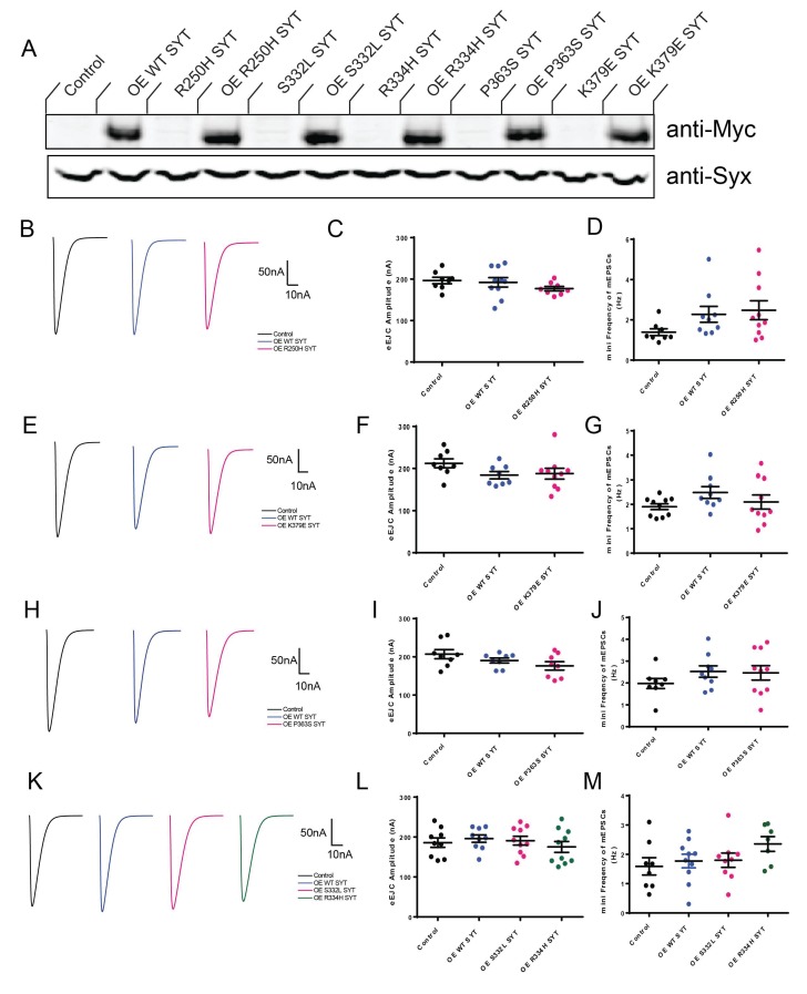 Figure 2—figure supplement 2.