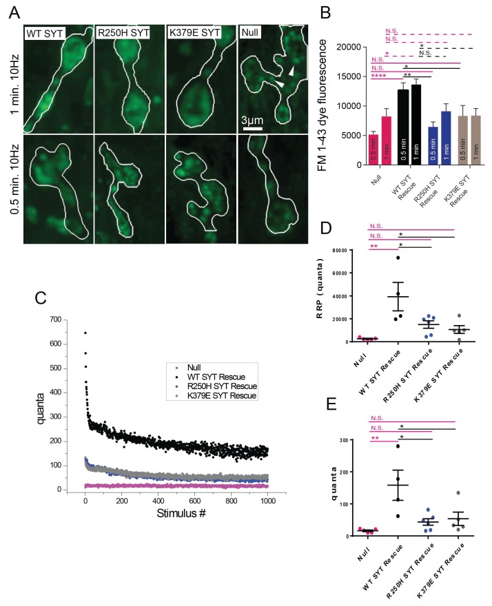 Figure 9—figure supplement 1.