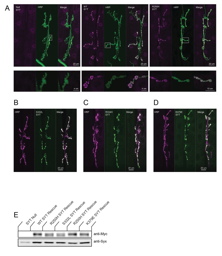 Figure 3—figure supplement 1.