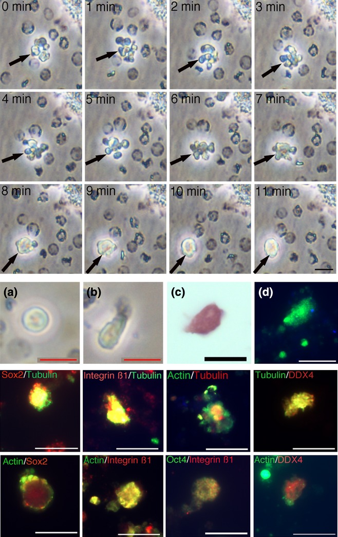 Fig. 3