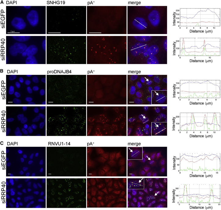 Figure 3