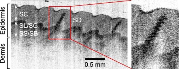 Fig. 7