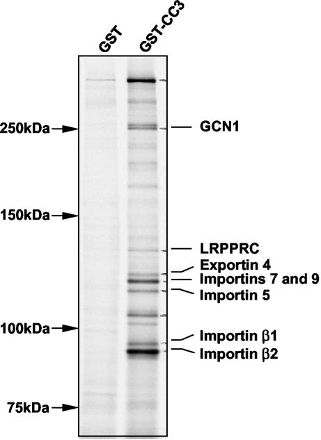 FIG. 1.