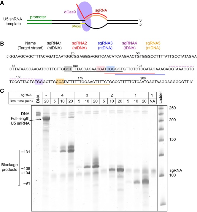 FIGURE 1.