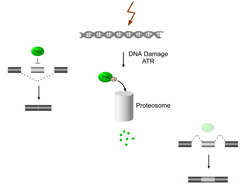 Fig.1