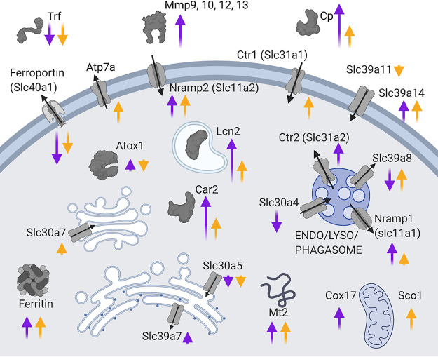 FIG 10