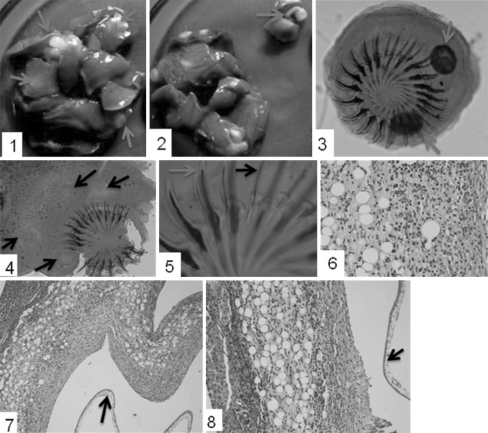 Fig. 1