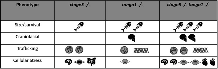 FIGURE 6: