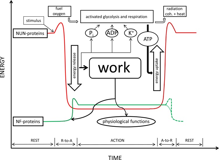 Fig. (1)