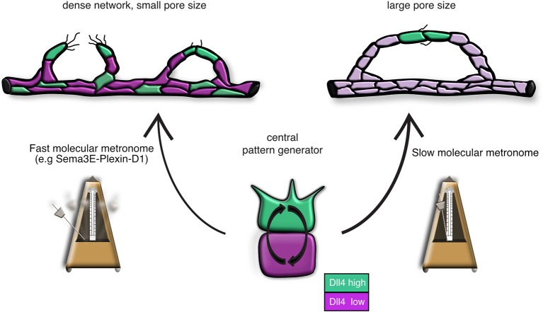 Figure 4—figure supplement 3.