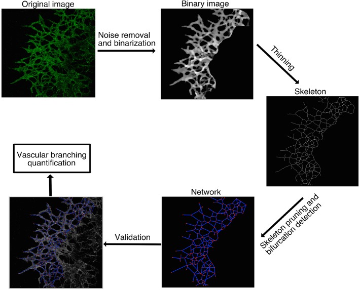 Figure 4—figure supplement 2.