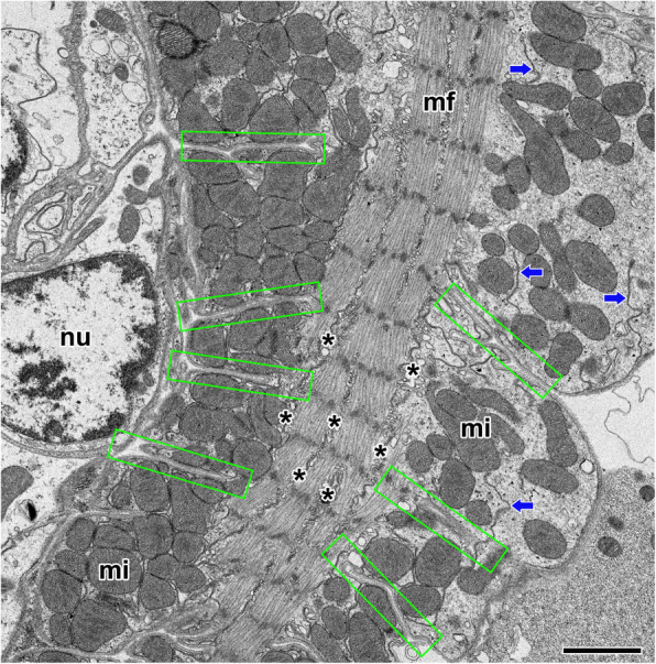 Fig. 2