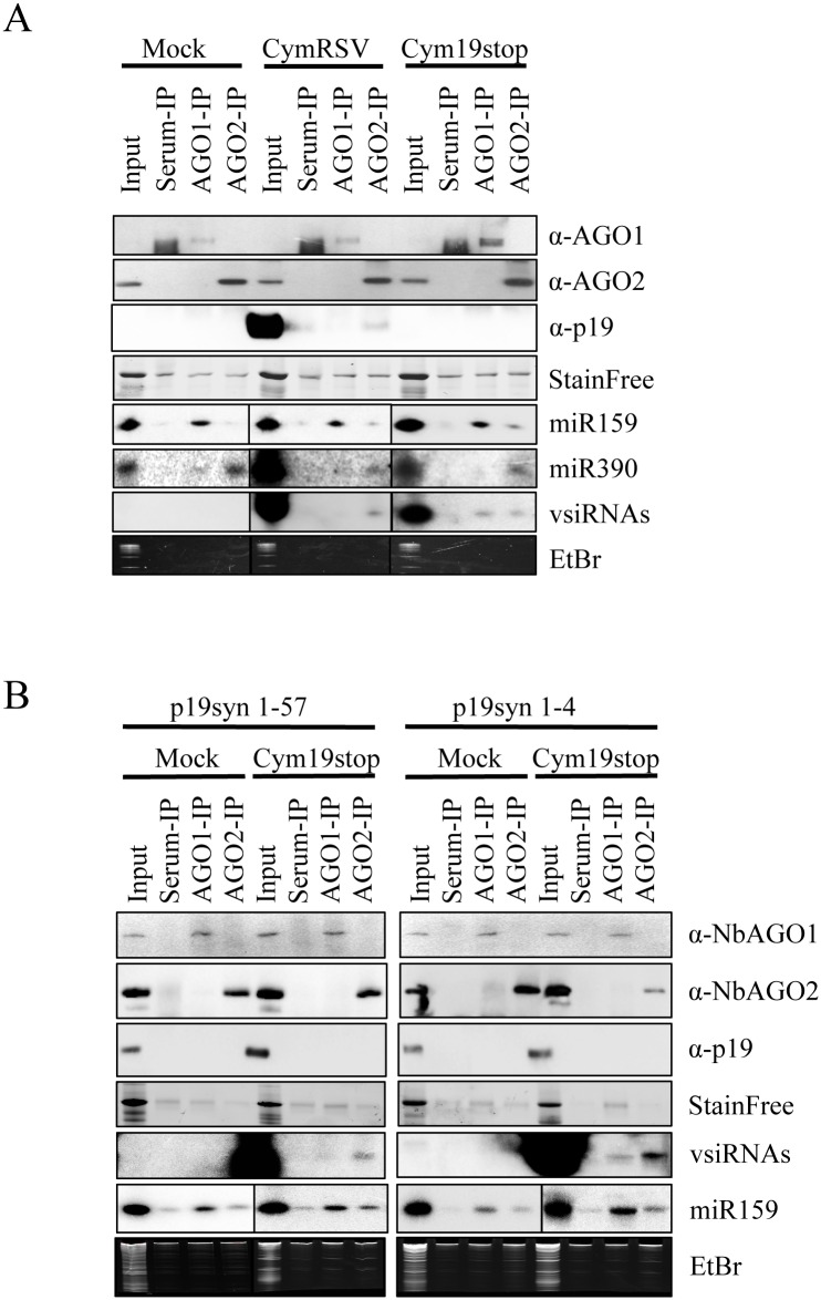 Fig 5