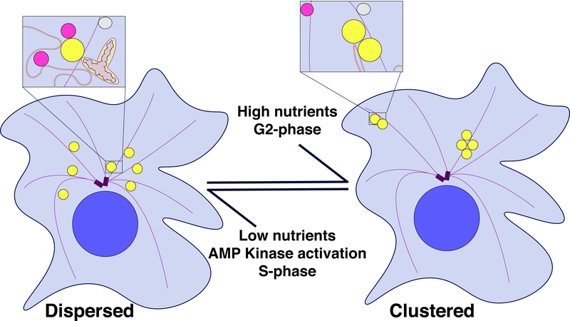 Figure 2: