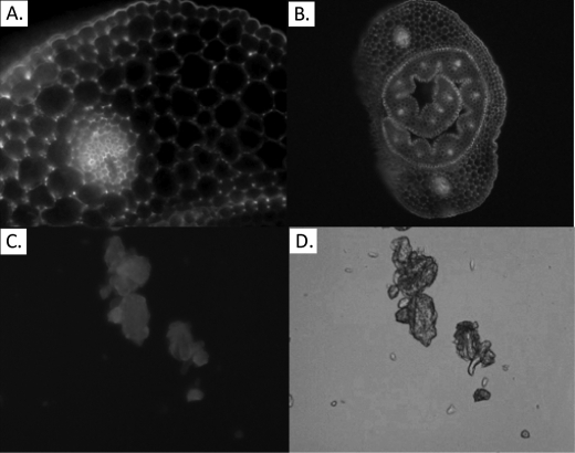 FIGURE 7.