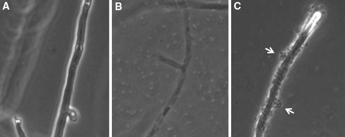 Fig. 5