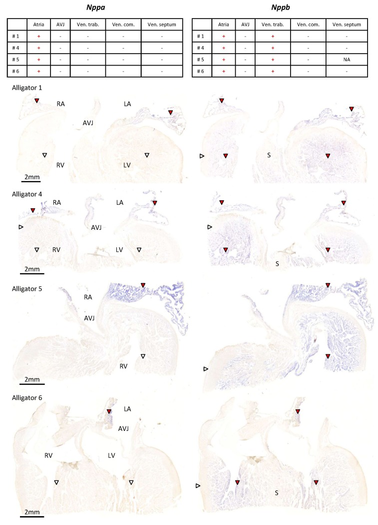 Figure 6—figure supplement 1.