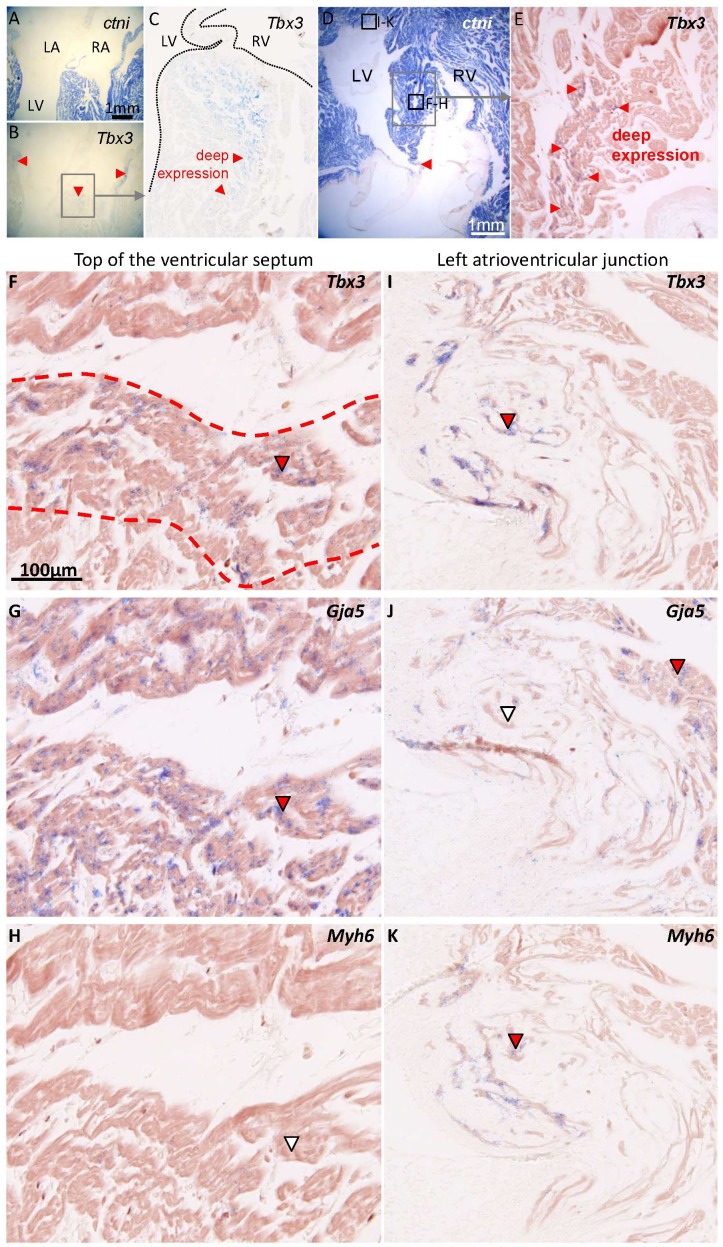 Figure 3—figure supplement 2.