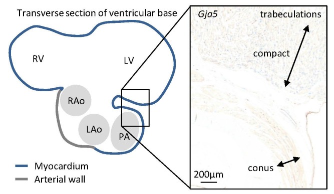 Figure 6—figure supplement 2.