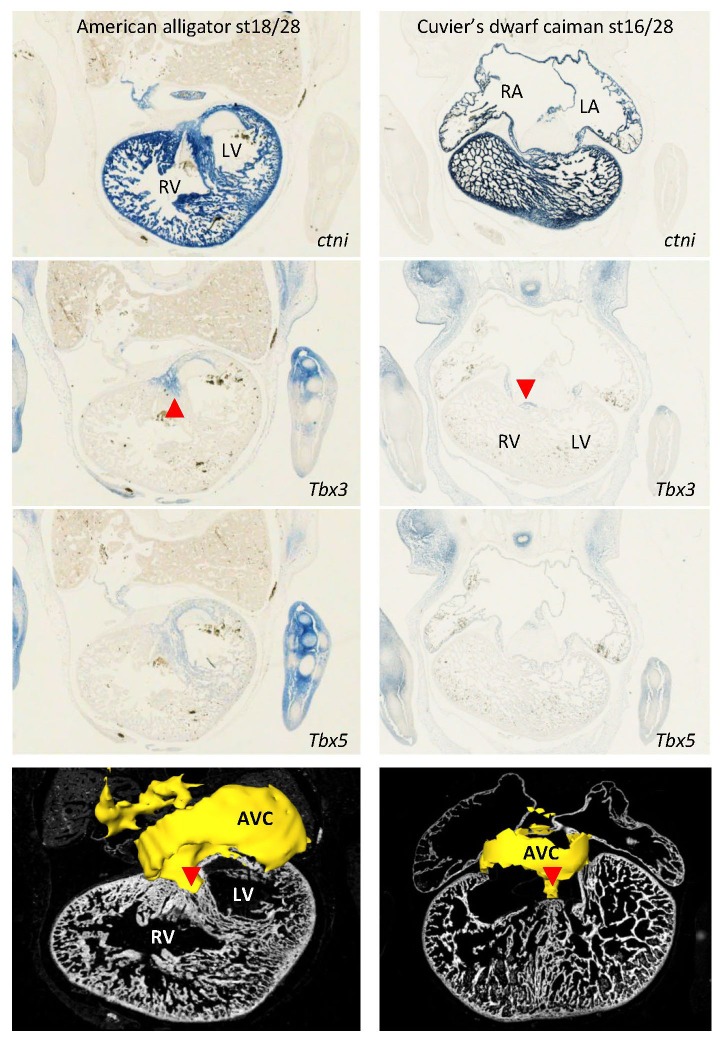 Figure 3—figure supplement 1.