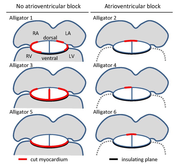 Figure 1—figure supplement 1.