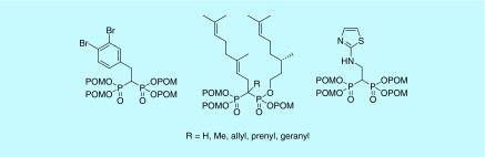 Figure 13. 