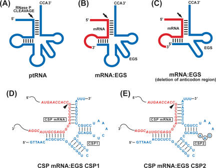 FIGURE 1.