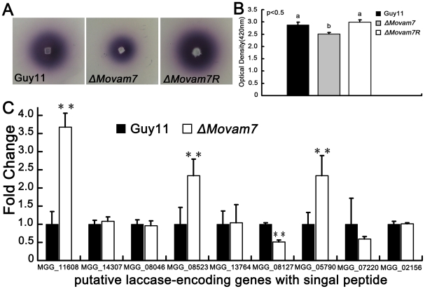 Figure 7