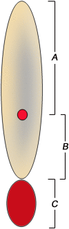 Fig. 4