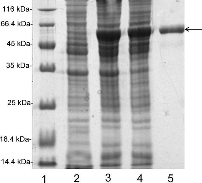 FIGURE 1.