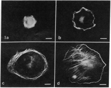 graphic file with name pnas00662-0385-a.jpg