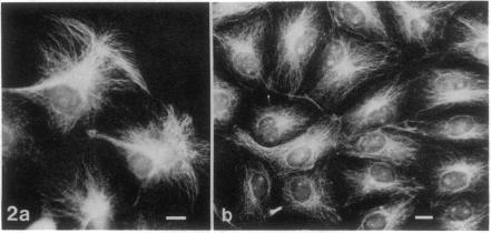 graphic file with name pnas00662-0386-a.jpg