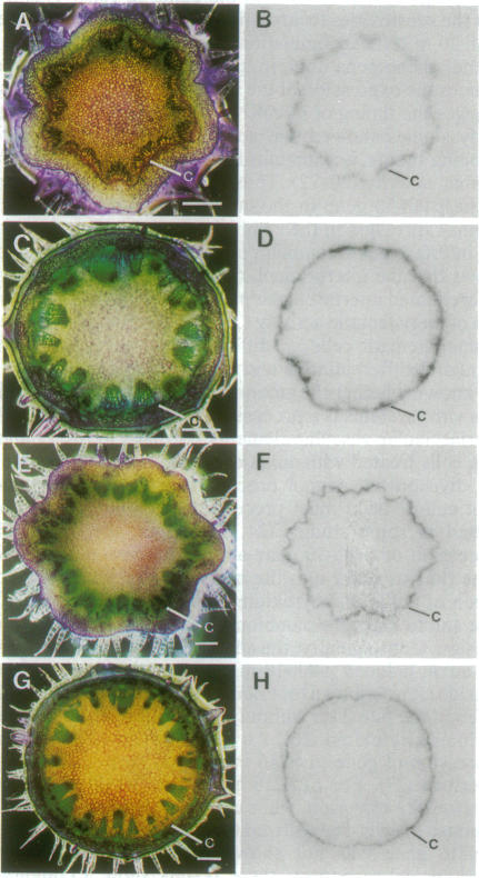 graphic file with name pnas01136-0299-a.jpg