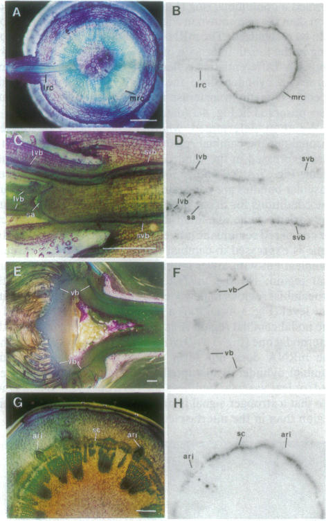 graphic file with name pnas01136-0300-a.jpg