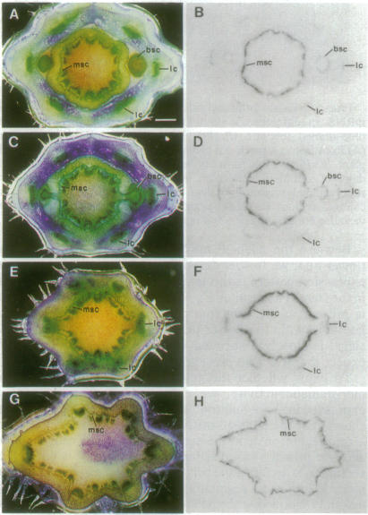 graphic file with name pnas01136-0299-b.jpg